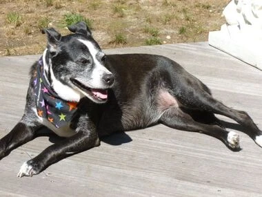 Dog Days of Summer Now Turning to Bustling Fall Season